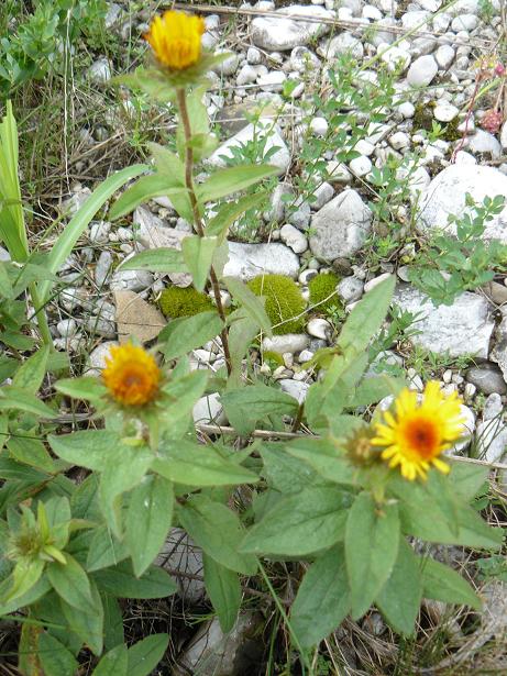 composita giallo aranciato - Inula cfr. hirta